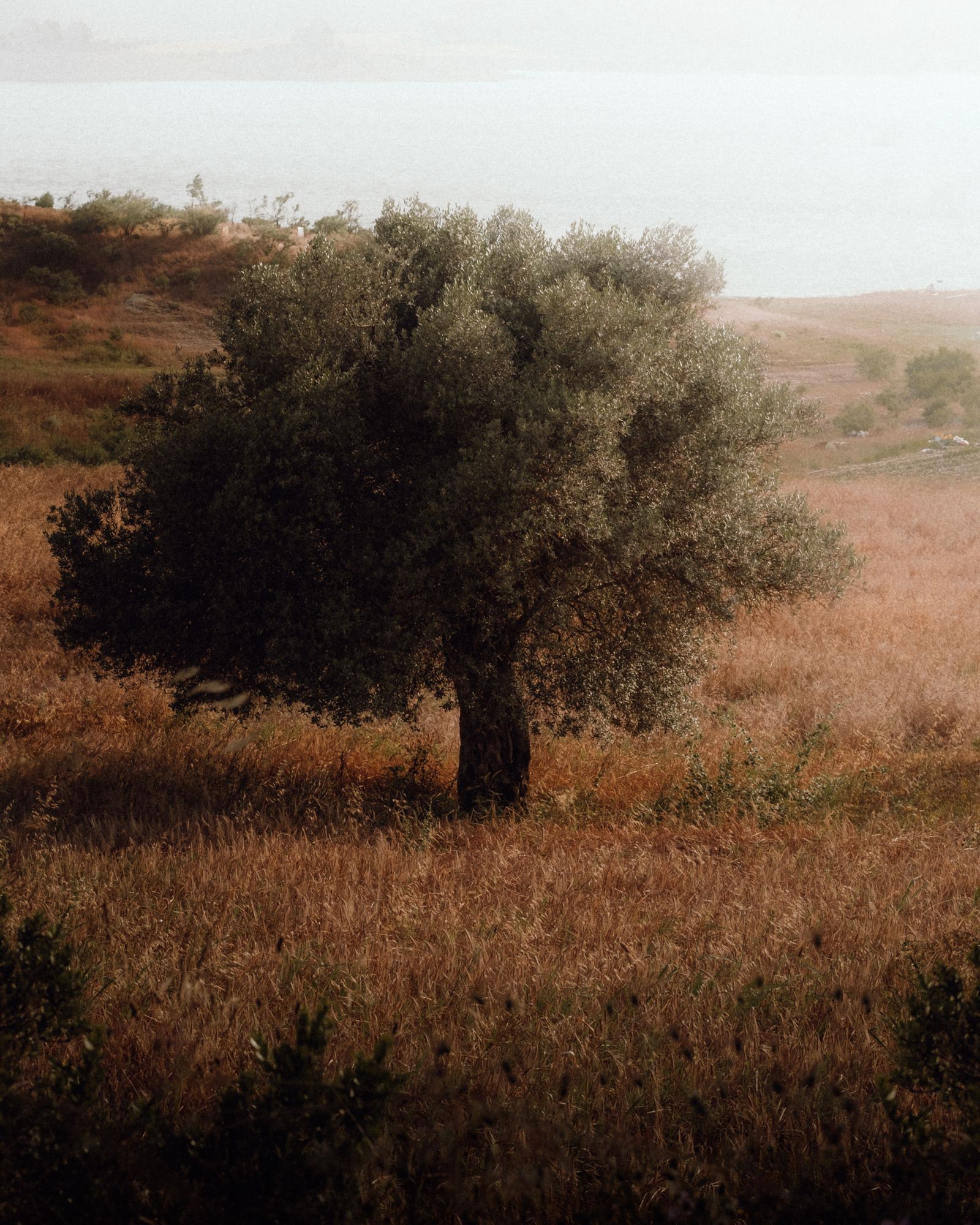 Antes: terreno aberto com uma oliveira e vegetação espontânea