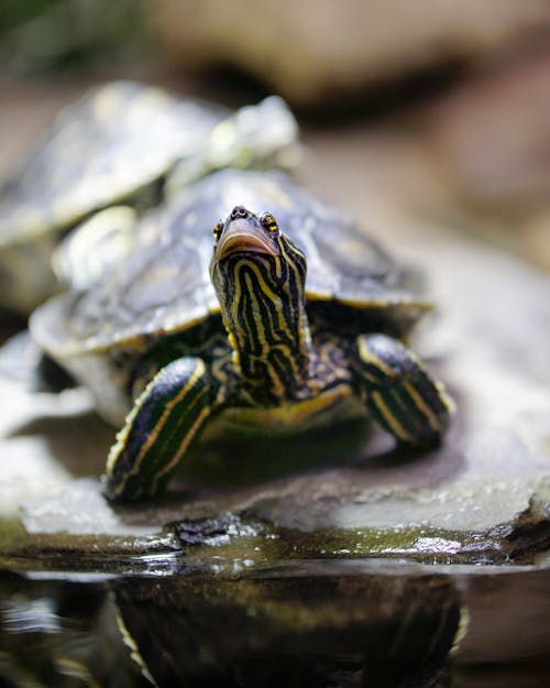 Selective Focus Photography of a Turtle · Free Stock Photo