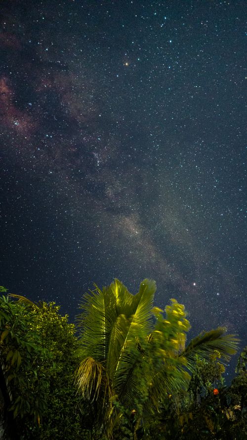 Free A breathtaking starry sky featuring constellations above lush tropical palm trees at night. Stock Photo