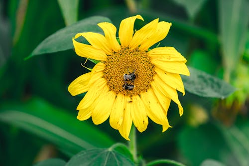 Bumblebees on Sunflower