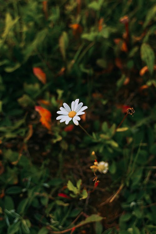 a lonely daisy in a field at sunset