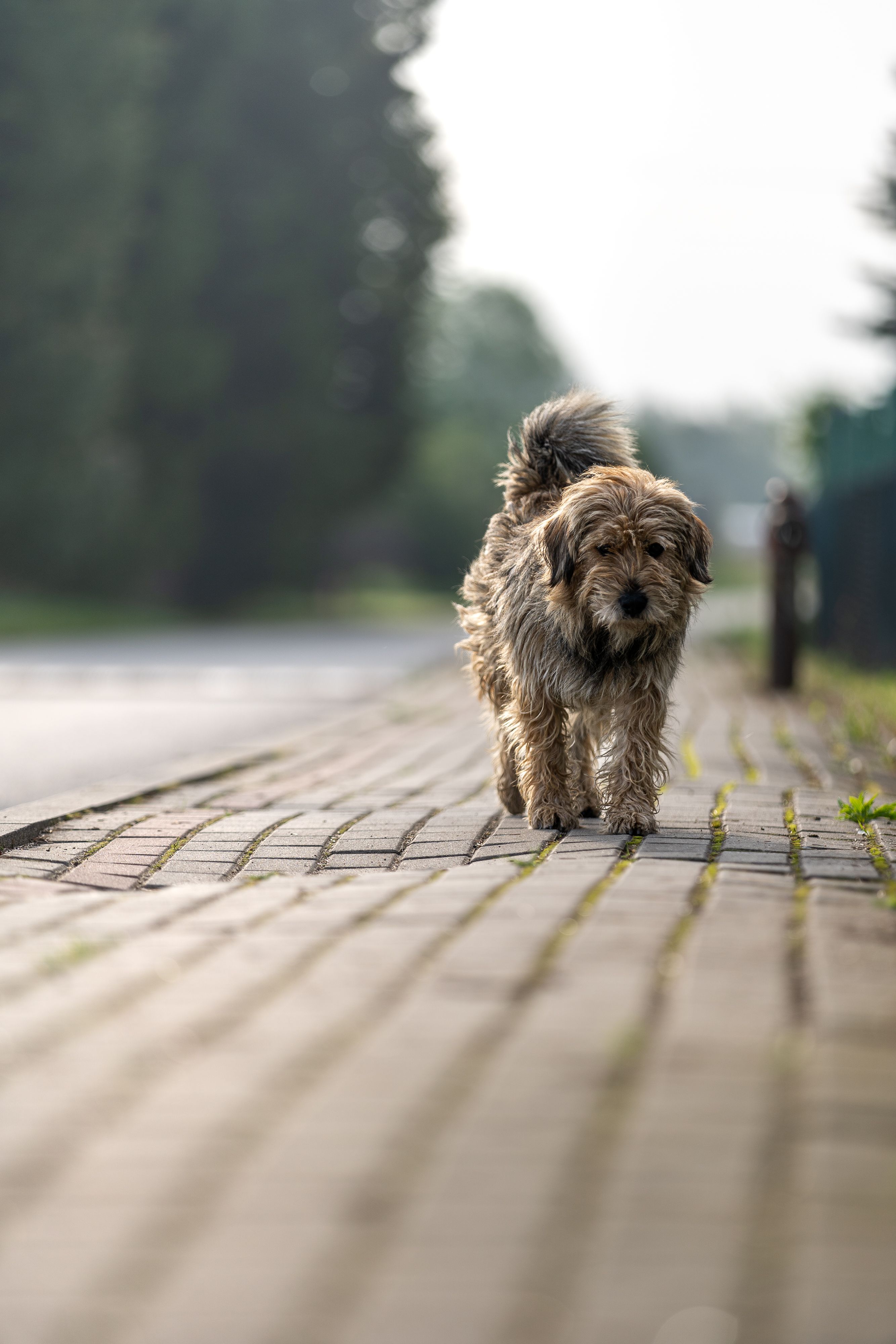 Calm dog walking loosely beside owner on a sidewalk
