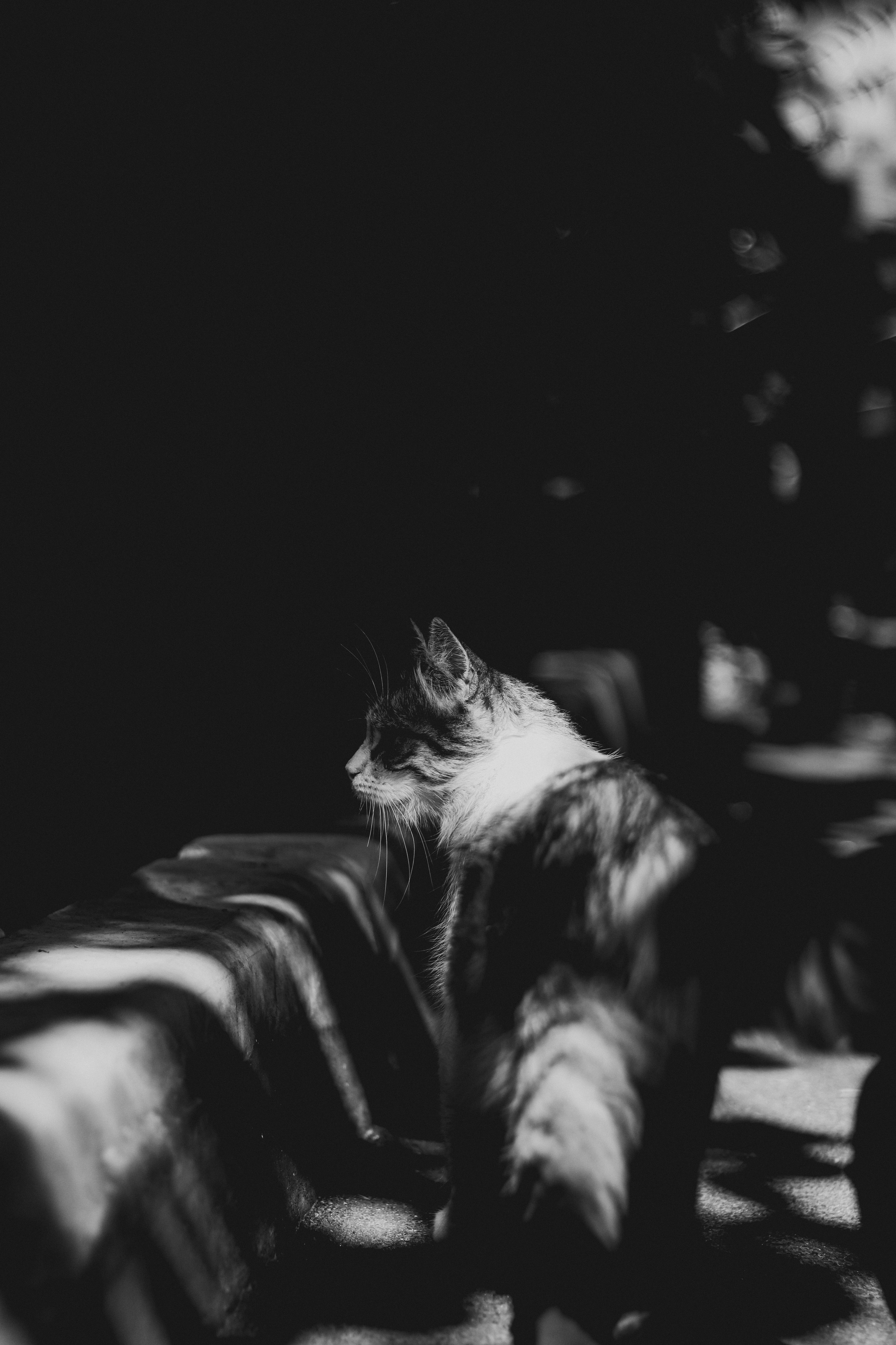 Black and White Picture of a Cat Walking Outside · Free Stock Photo