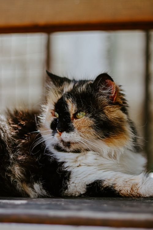 Free Close-up of a tricolor cat relaxing on a wooden surface, enjoying sunlight. Stock Photo