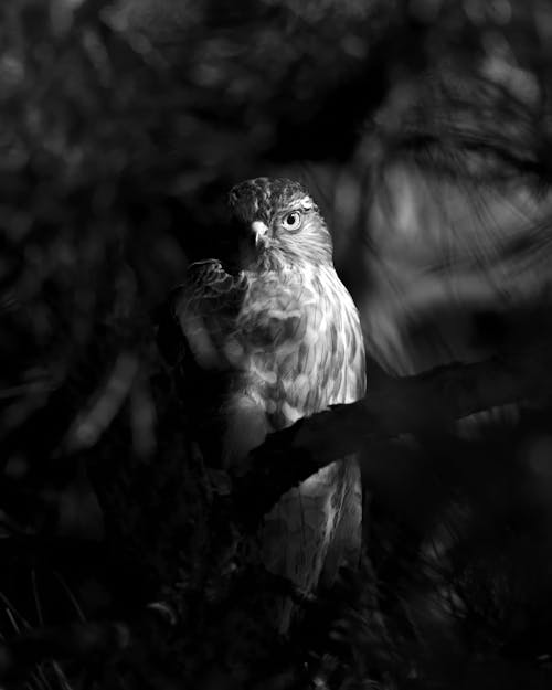 Hawk in Darkness in Black and White