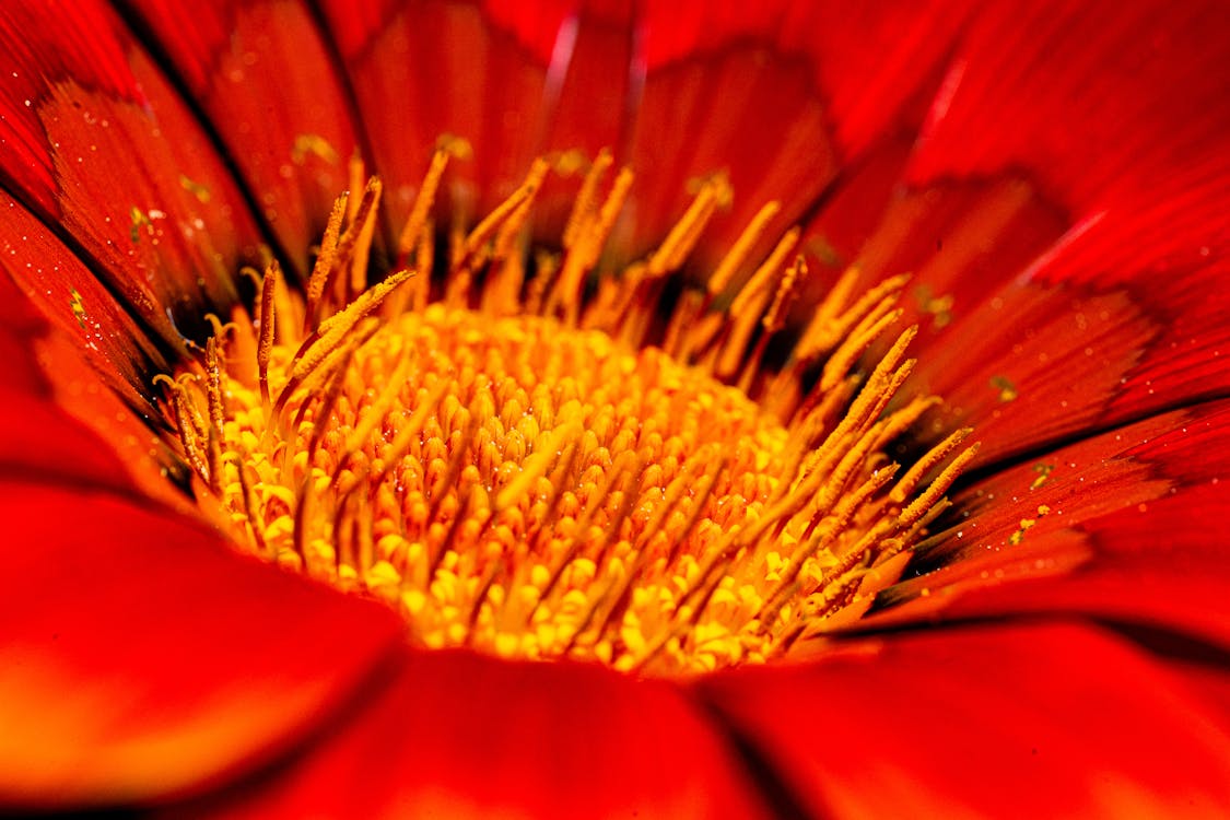 Close-up of a Red Flower