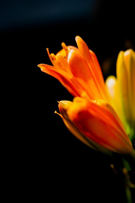 Close-up of a vibrant orange lily flower against a black background.