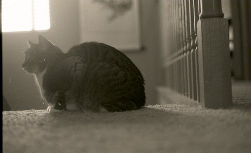 Grayscale Shot of a at Sitting on the Carpet