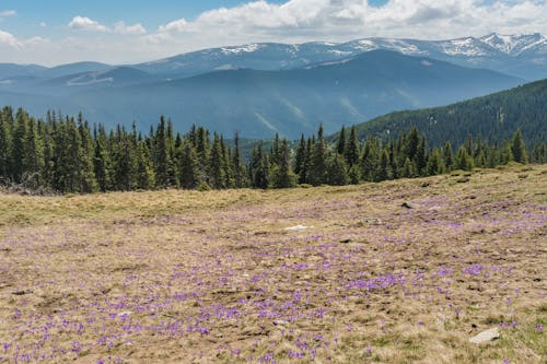 คลังภาพถ่ายฟรี ของ carpathian, กระแสน้ำ, การถ่ายภาพ