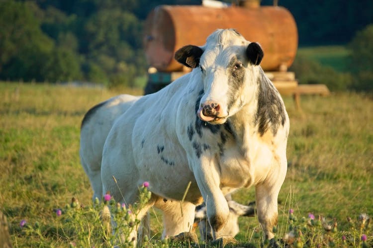 Cow In Pasture