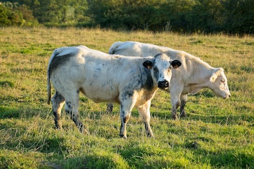 動物攝影, 吃草, 奶牛 的 免费素材图片