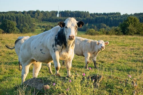 動物の写真, 家畜, 牛の無料の写真素材