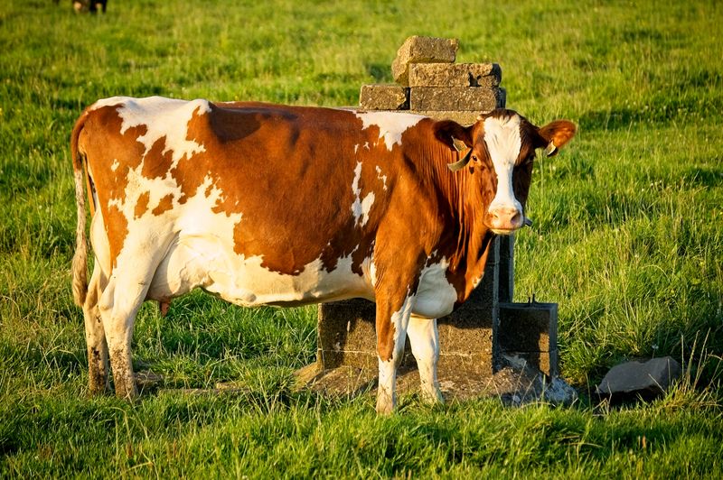 Livestock