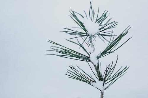 Gratis lagerfoto af plante, sne, snedækket