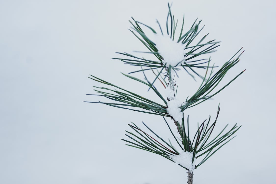 Snow Covered Plant