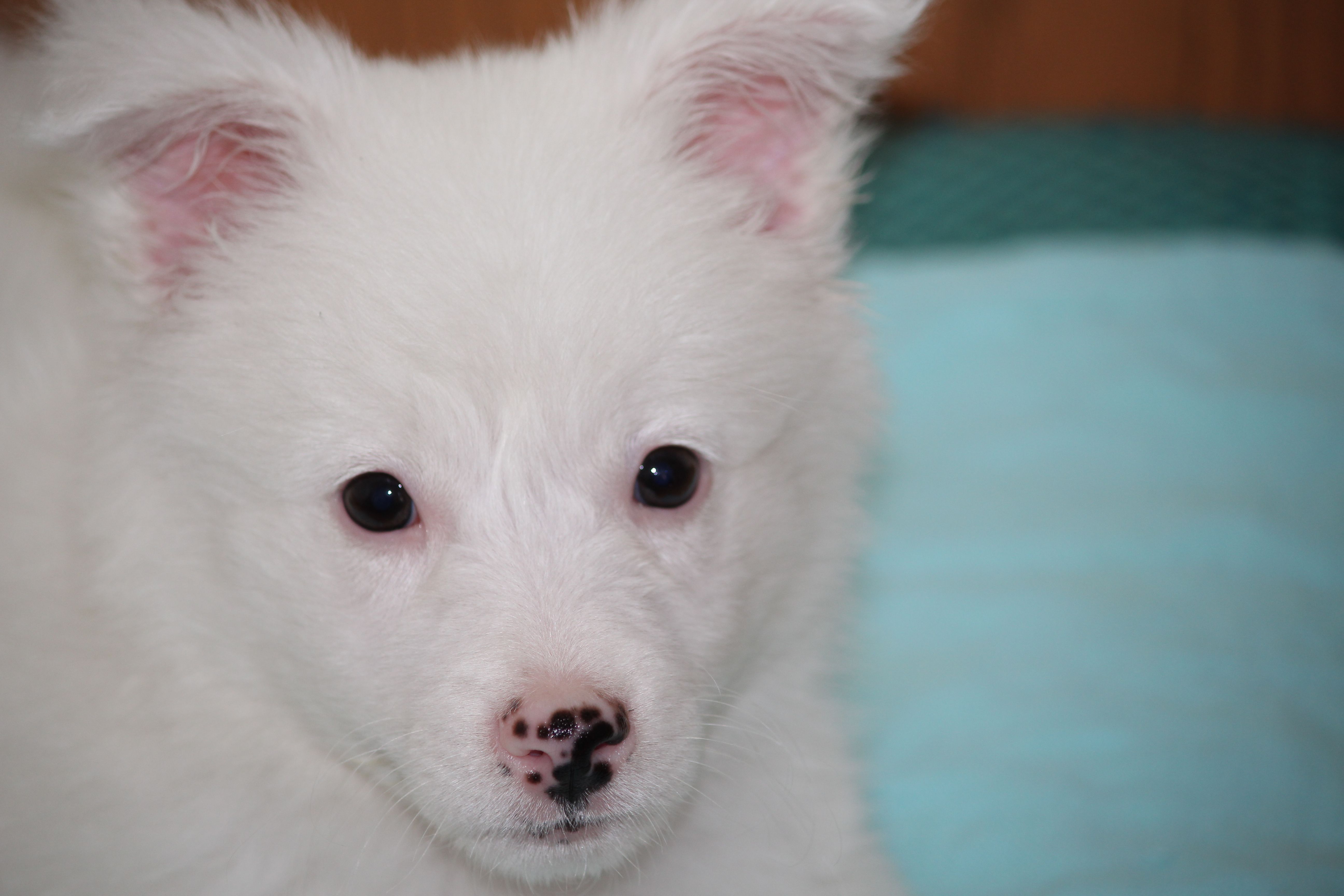 Foto Stok Gratis Tentang Anak Anjing Yang Lucu Bayi Anjing