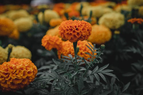 Close up of Colorful Flowers