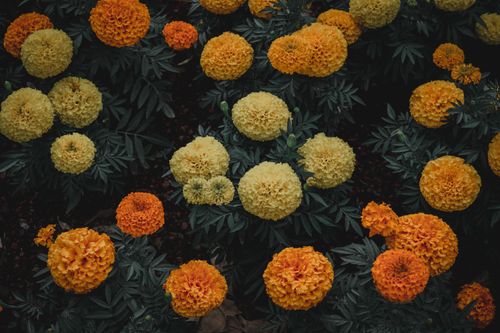 Free A captivating close-up of blooming marigold flowers showcasing vibrant orange and yellow hues. Stock Photo