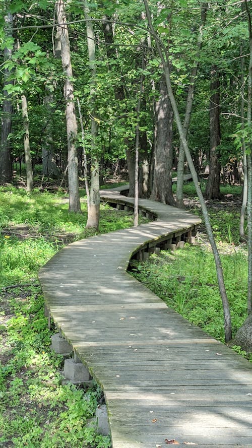 Wooden Footpath in the Forest