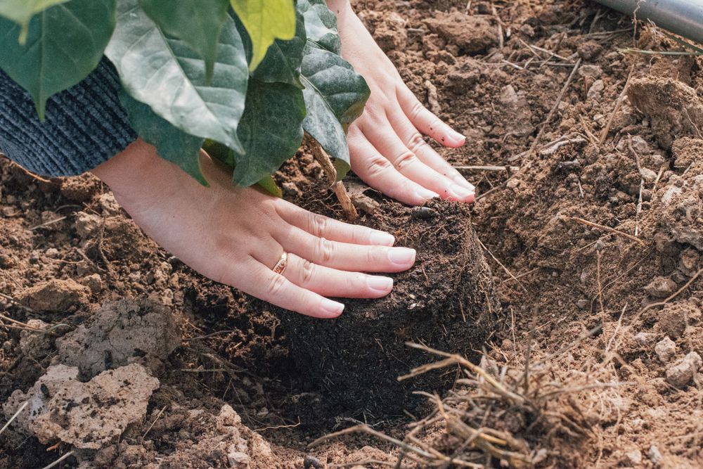 Young native oak saplings planted in an open field