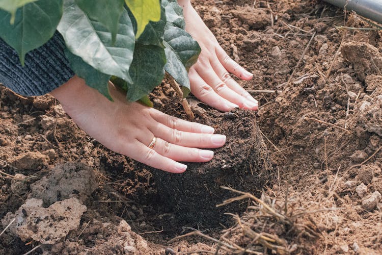 Woman Hands Planting Plant In Ground