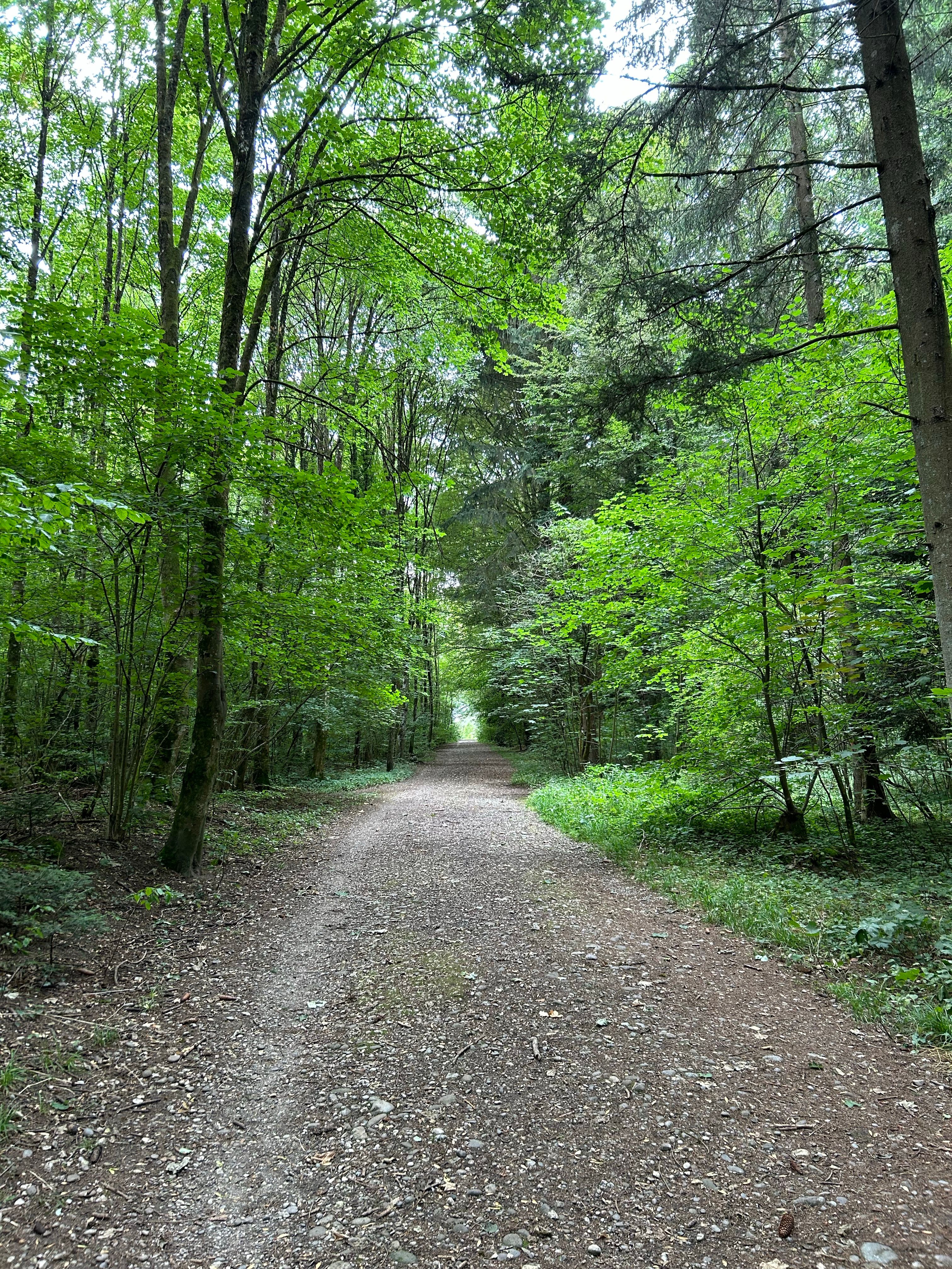 Footpath in Forest · Free Stock Photo