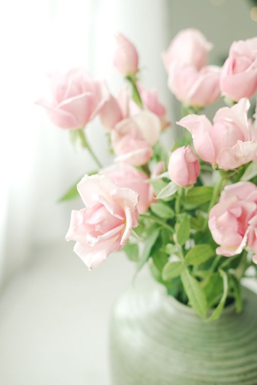 Free A gentle bouquet of pink roses in a vase with a soft, bright aesthetic, perfect for floral decoration themes. Stock Photo