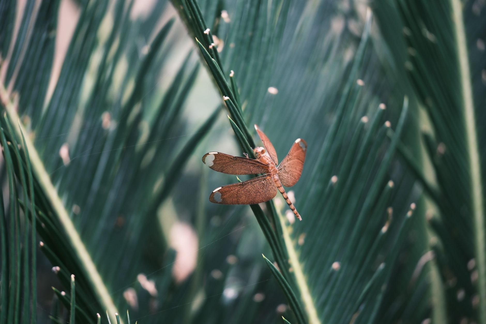 A Helpful Insect What insect represents happiness? - The Institute for Environmental ...