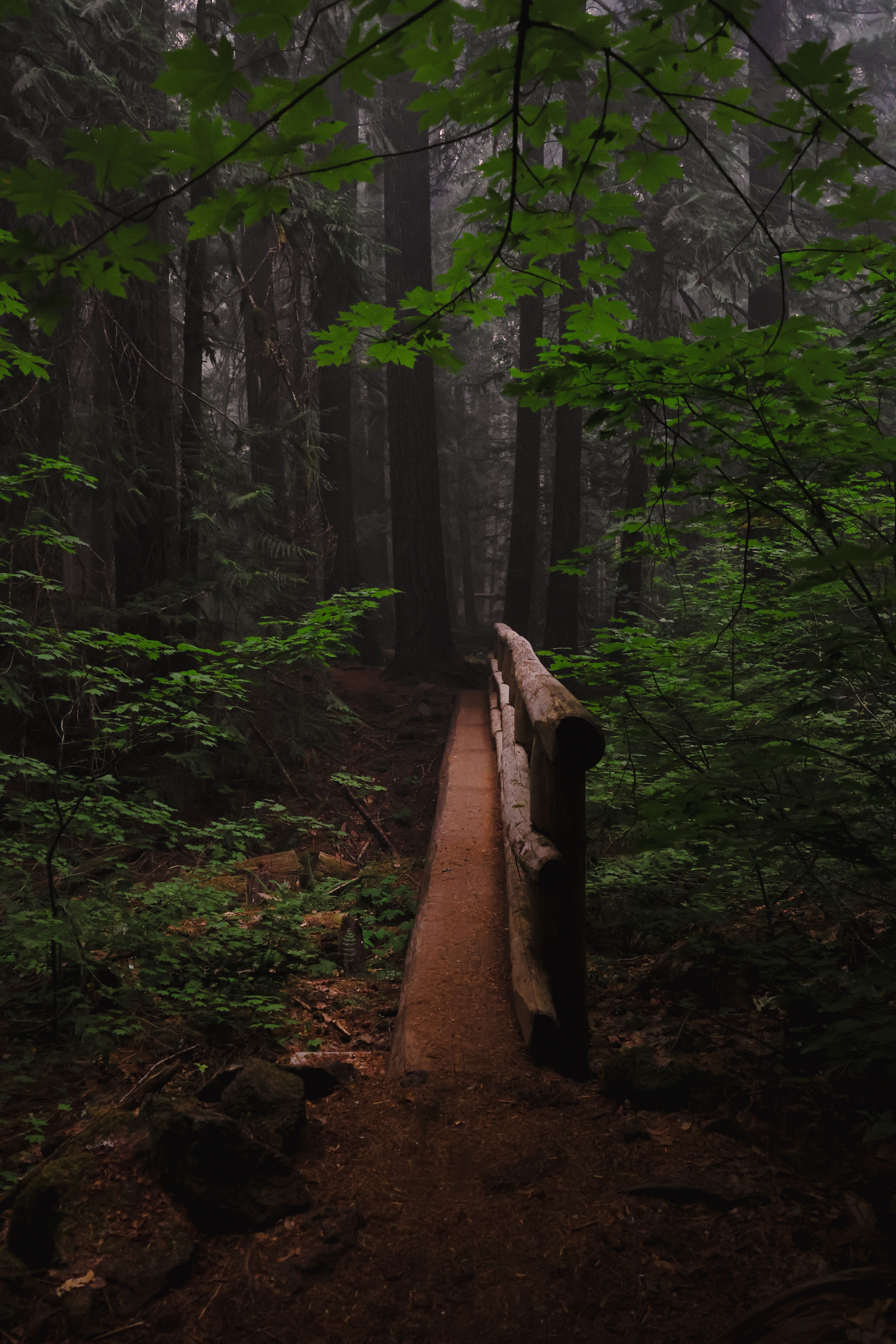 Wooden Railing in Forest · Free Stock Photo