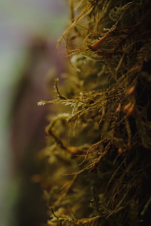 Free Detailed view of lush green moss growing on tree bark, showcasing nature's texture. Stock Photo