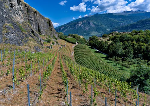 Безкоштовне стокове фото на тему «виноградник, гора, Долина»