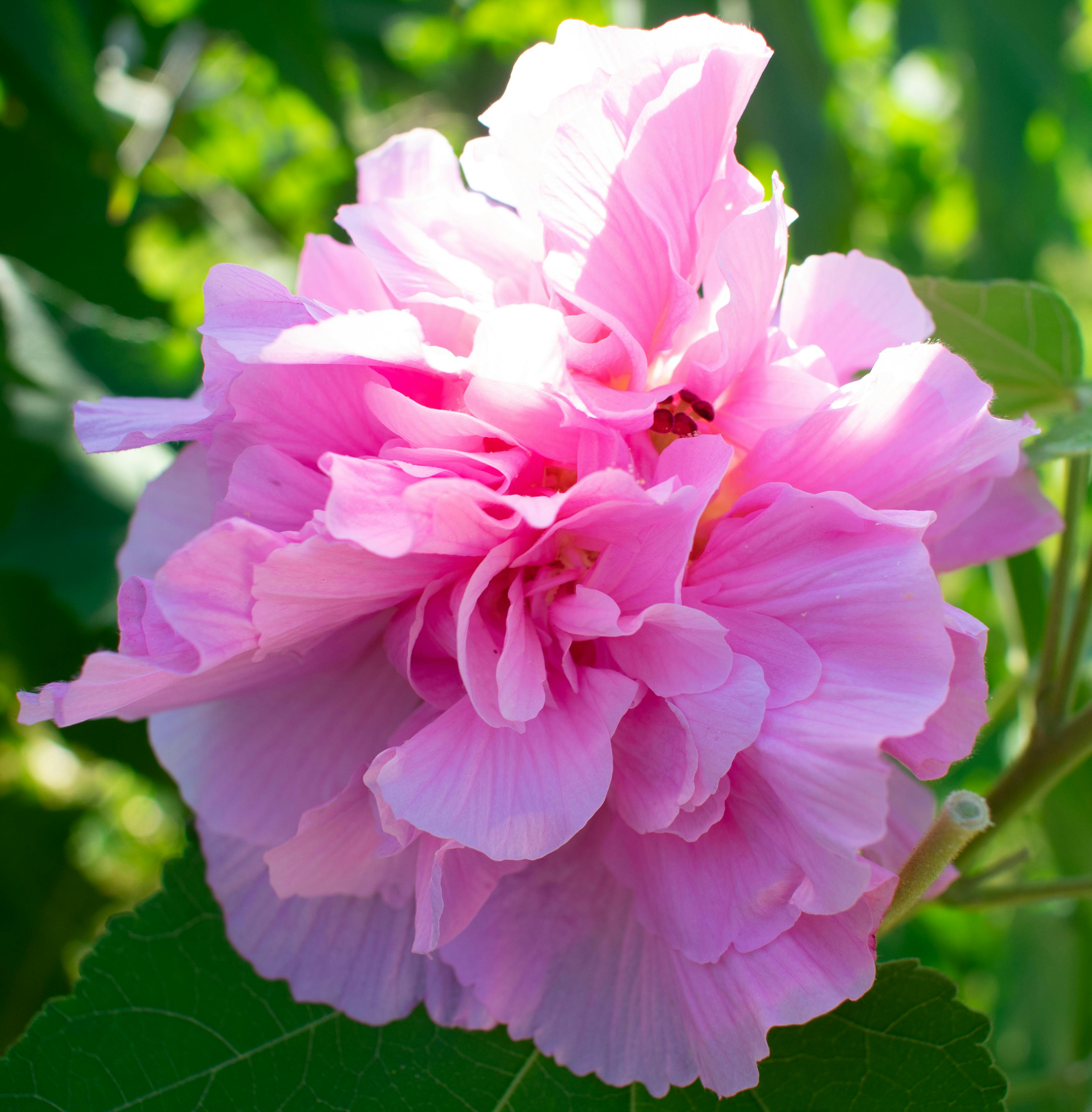 Free stock photo of bloom, Confederate Rose, flora