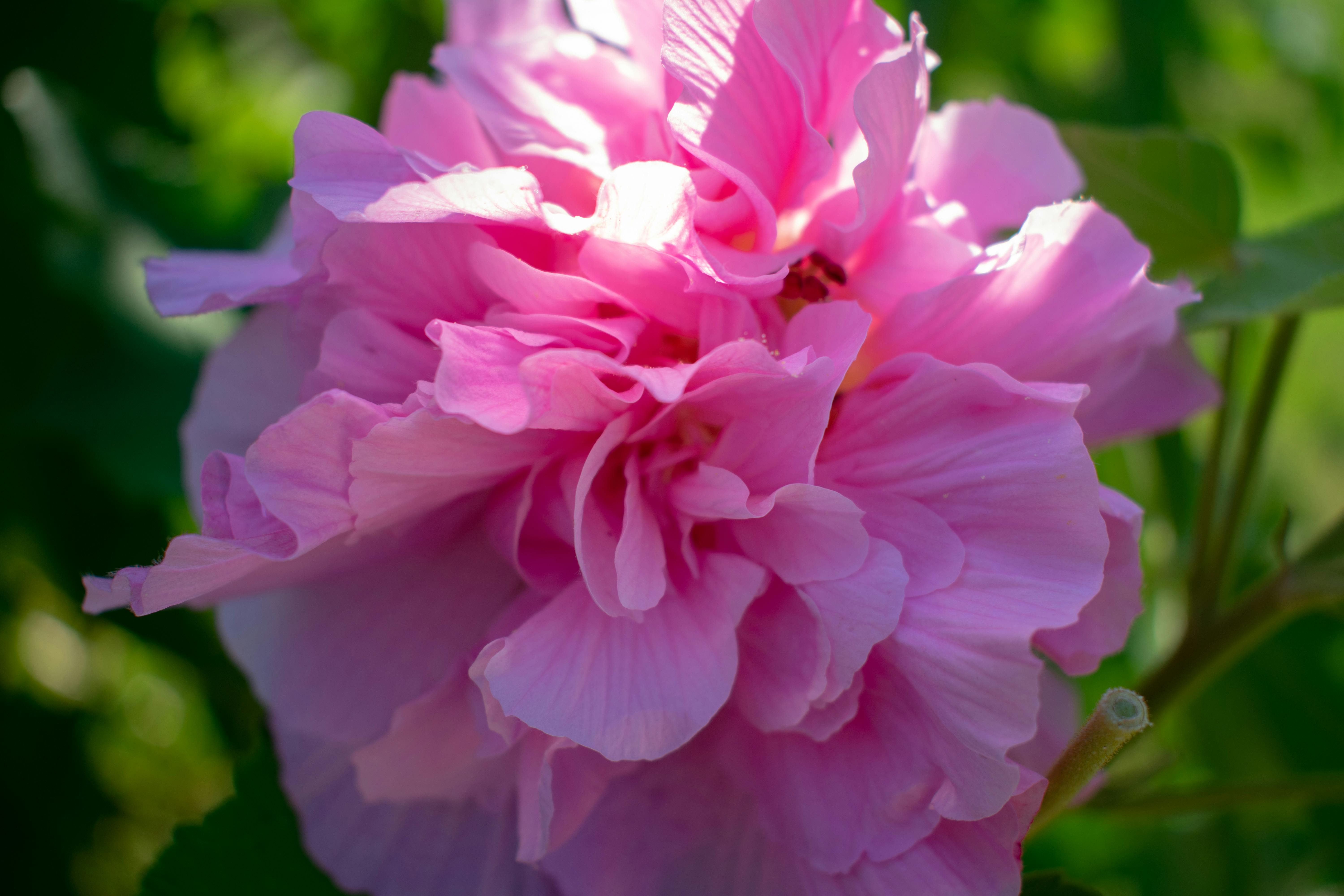 Free stock photo of bloom, Confederate Rose, flora