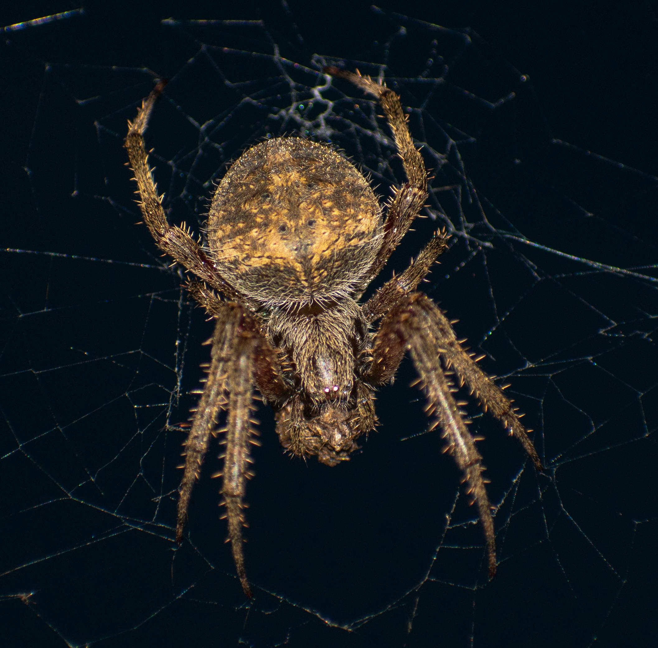 Free stock photo of fat, legs, spider