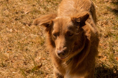 Kostnadsfri bild av border collie, djurfotografi, hund