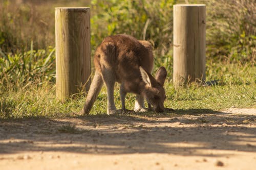 Kostnadsfri bild av Australien, camping, joe