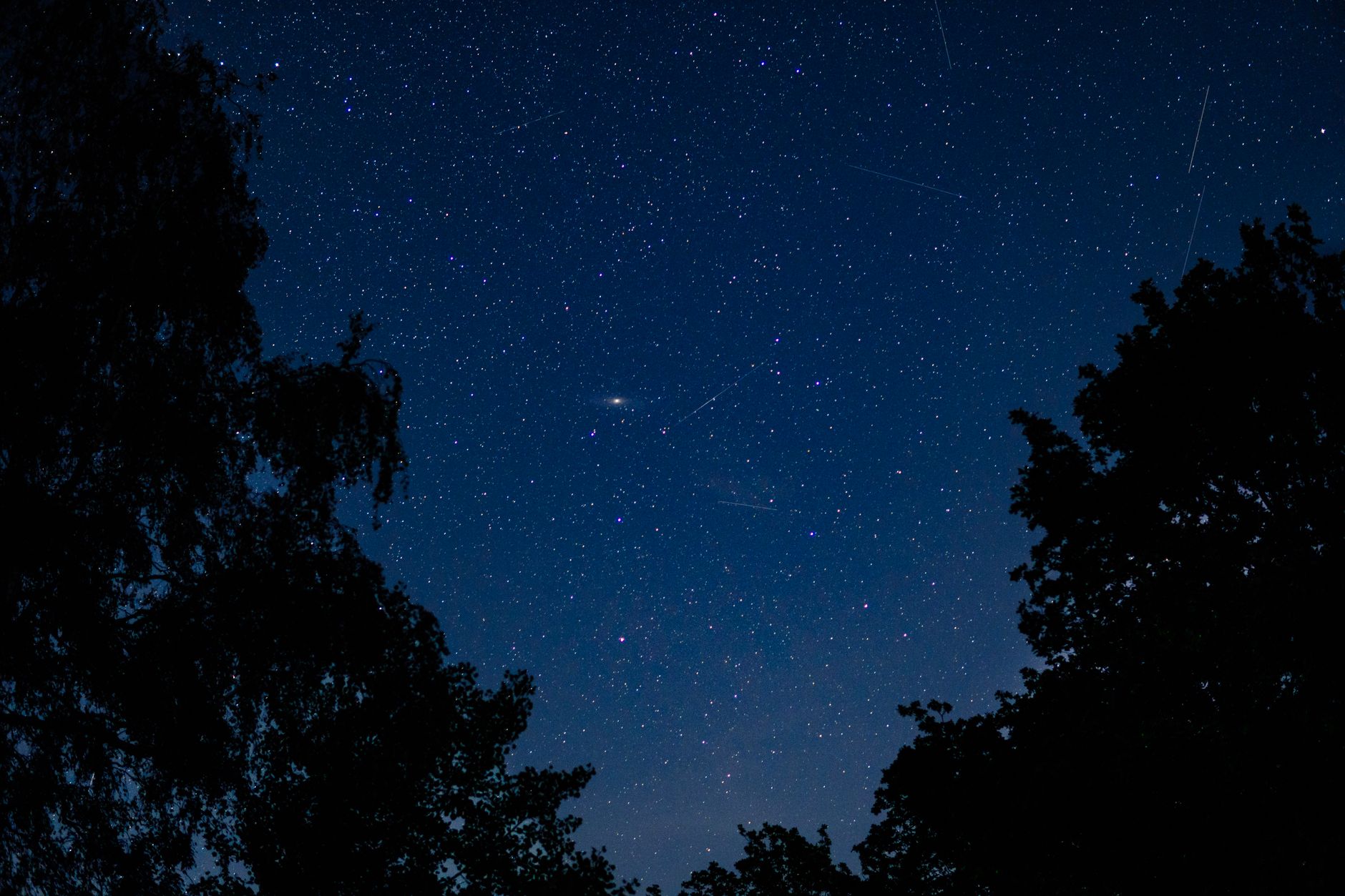 A vivid starry night sky with silhouetted tree outlines, perfect for nature lovers.