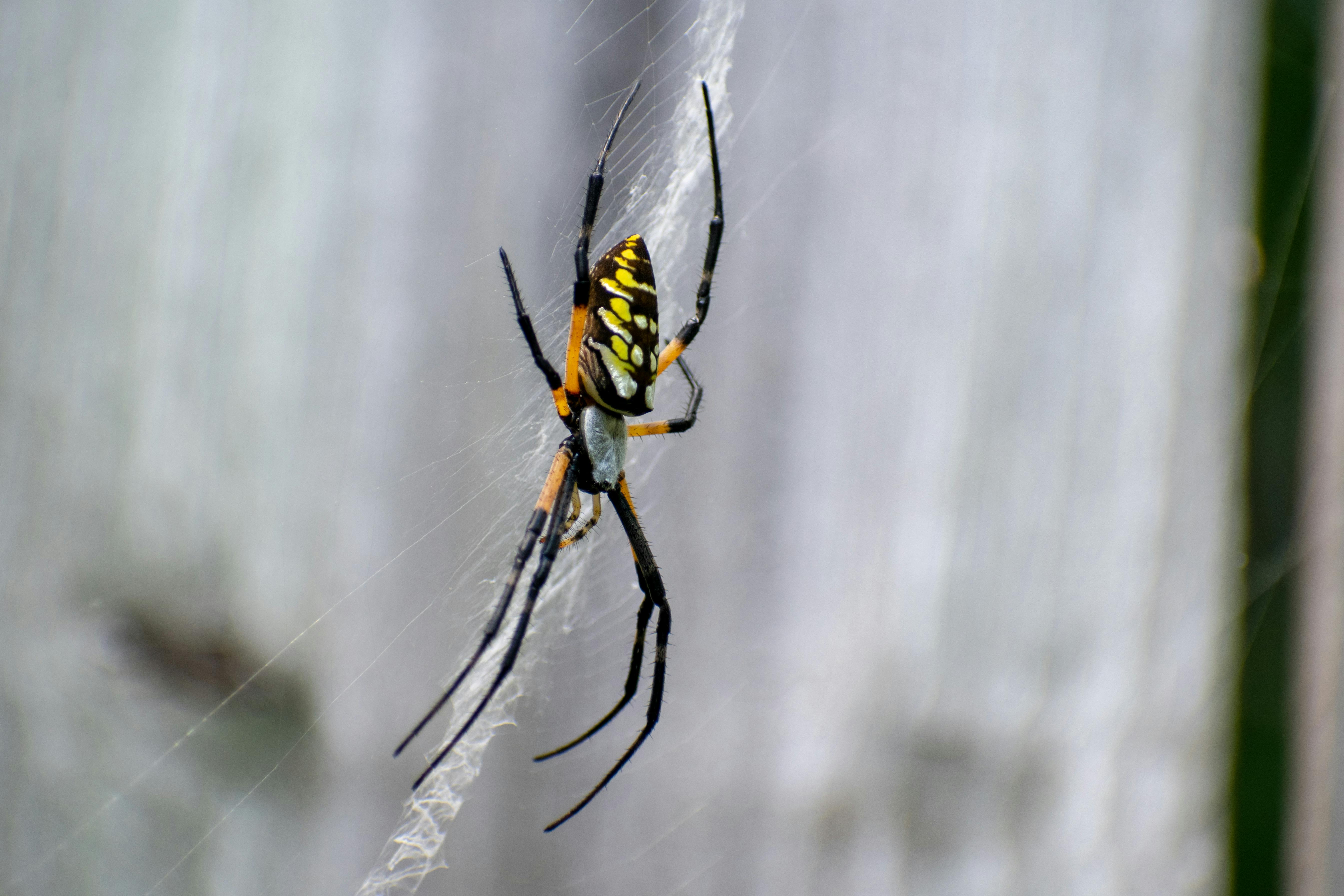 Free stock photo of garden, garden spider, legs
