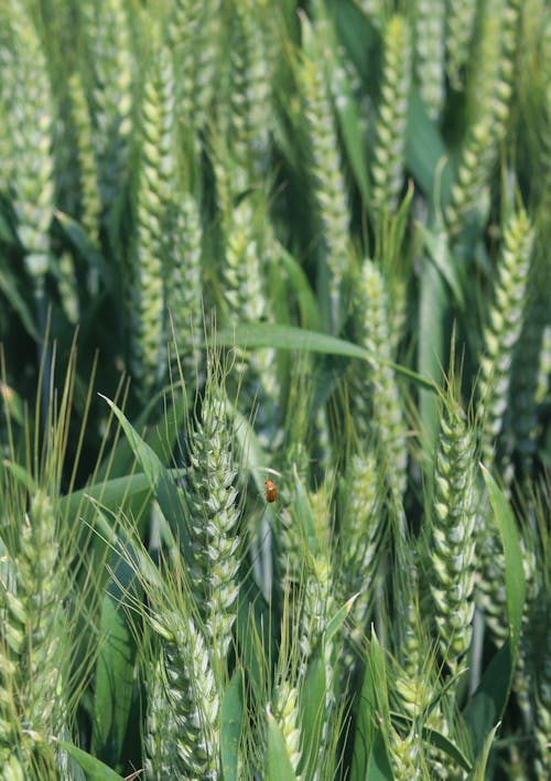 Green Wheat Ears in a Field