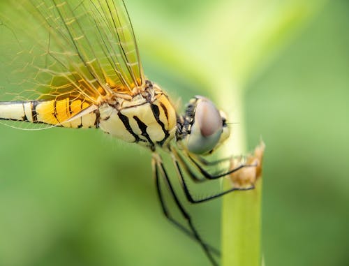 Dragonfly in Nature