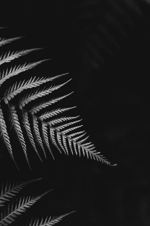 Free Close-up of a fern leaf in black and white, highlighting textures in nature. Stock Photo