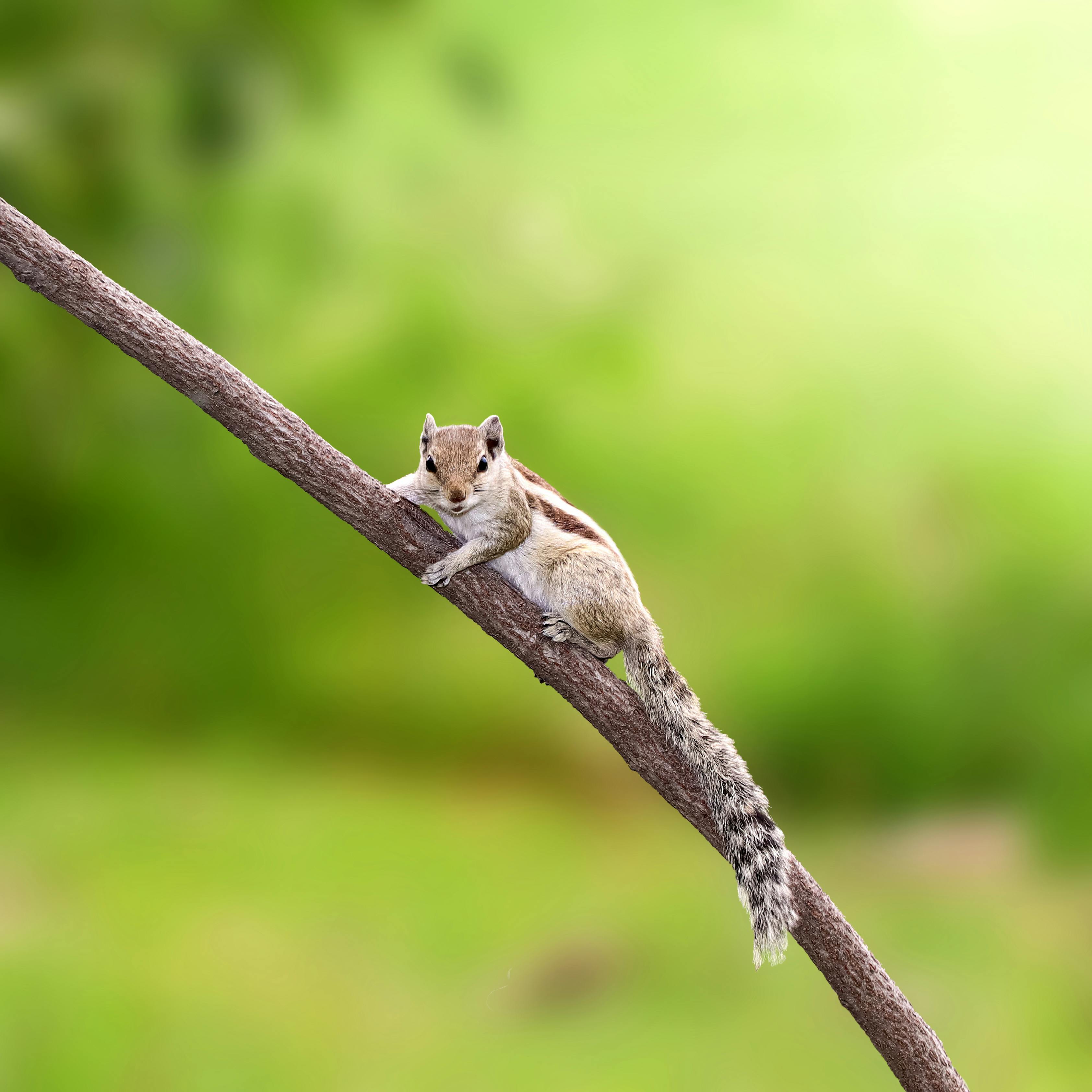 squirrel eye contact · Free Stock Photo