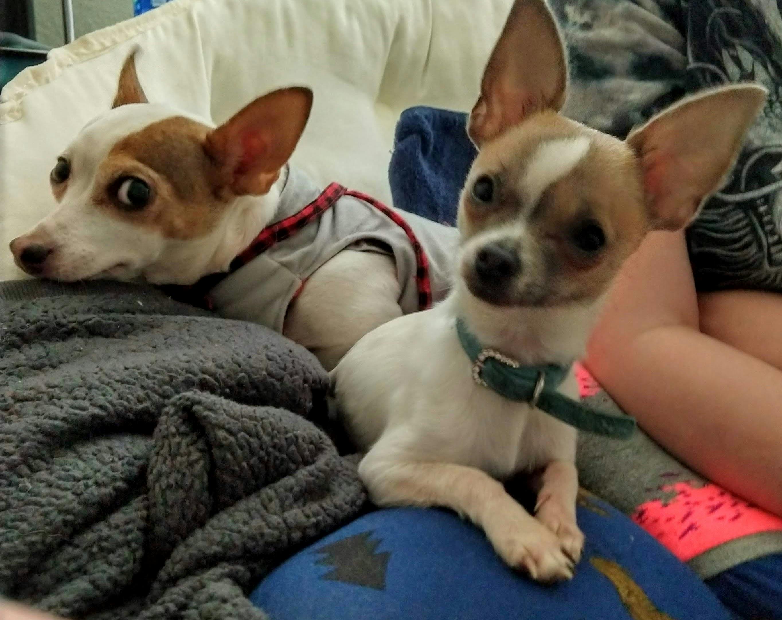 Ucretsiz Bebek Kopek Buyuk Gozler Chihuahua Stok Fotografi