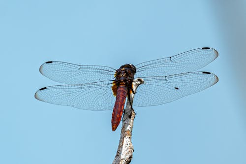 Darmowe zdjęcie z galerii z makro, owad, skrzydła ważki
