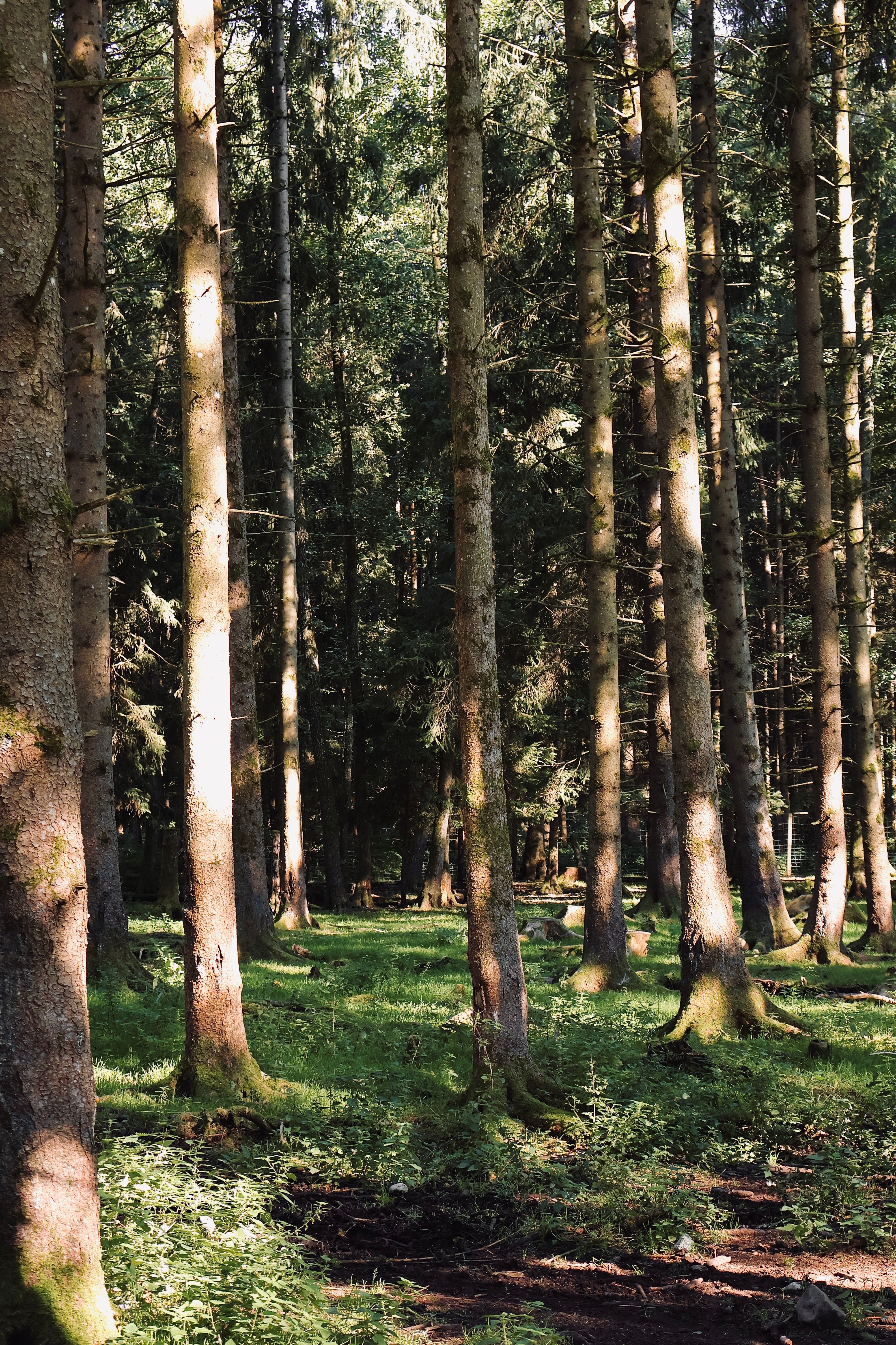 Tall Trees in Forest · Free Stock Photo