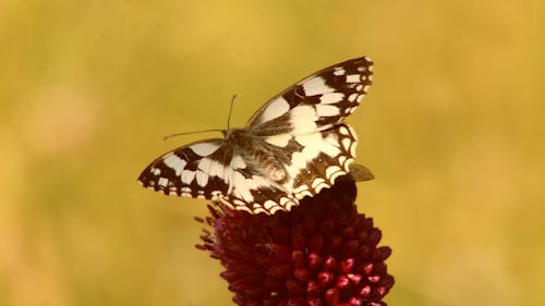 Fotobanka s bezplatnými fotkami na tému fotografie zvierat žijúcich vo voľnej prírode, kvet, motýľ