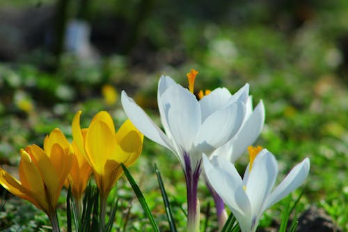 Closeup of Yellow and White Crocuses in Meadow