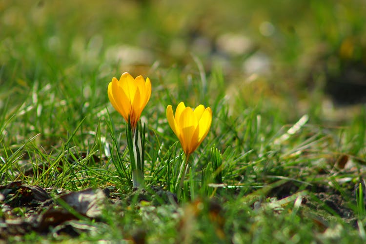 Yellow Crocus Flowers Growing In Grass