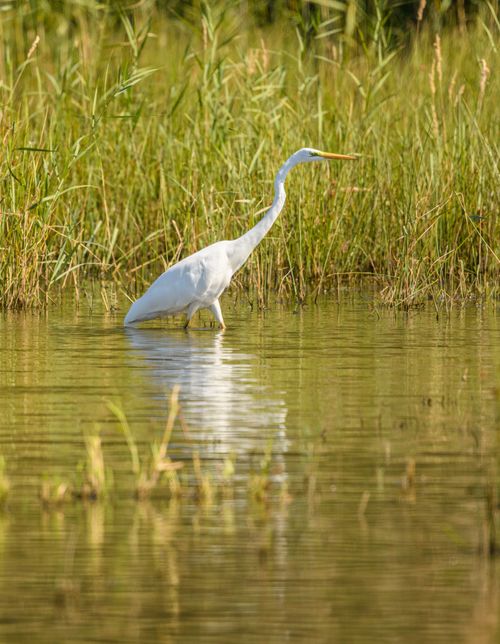 Free Great egret wading through serene wetlands surrounded by vibrant green rushes. Stock Photo