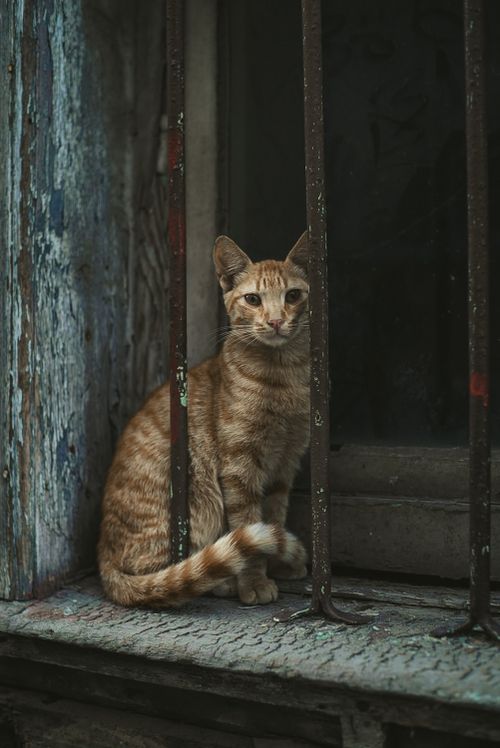 Free A tabby cat sits behind bars in an urban rustic setting, conveying solitude and mystery. Stock Photo